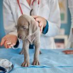 pastile-deparazitare-interna-si-externa-pentru-caini