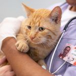 clinica-veterinara-sector-4