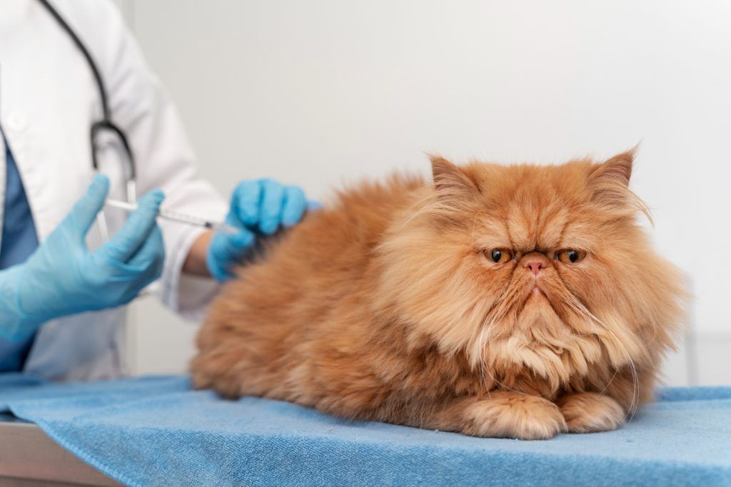 clinica-veterinara-sector-4-3