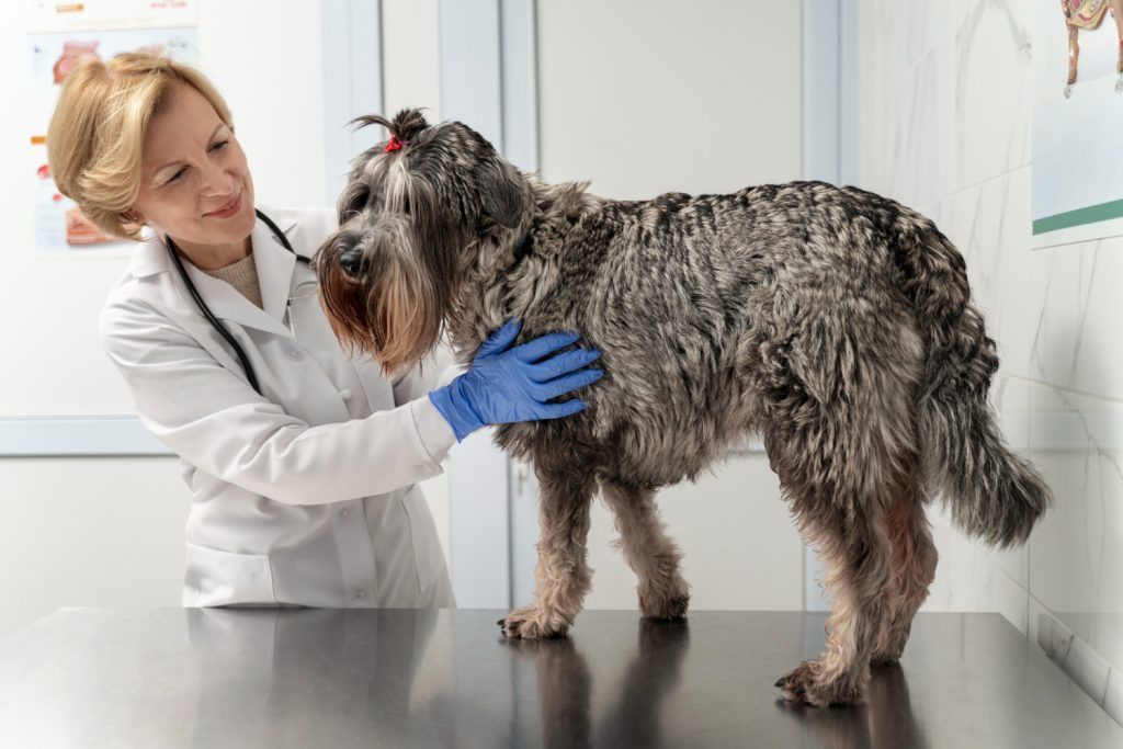 clinica-veterinara-sector-4-6