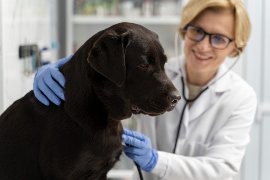clinica-veterinara-sector-4-7