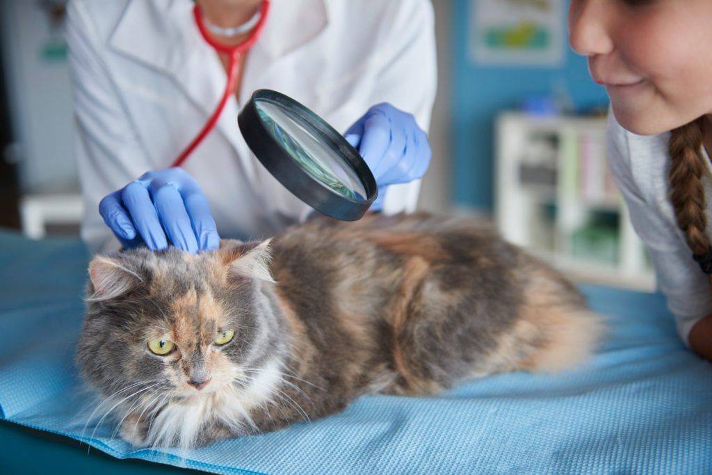 clinica-veterinara-sector-4-8