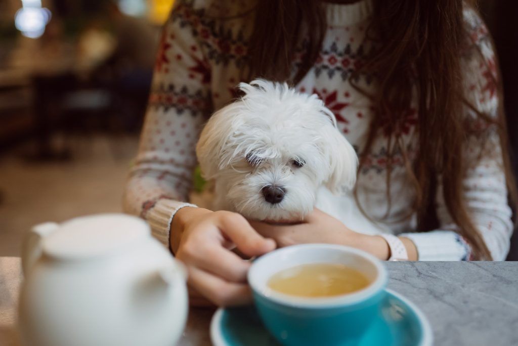 cea-mai-buna-mancare-pentru-bichon-maltez-1