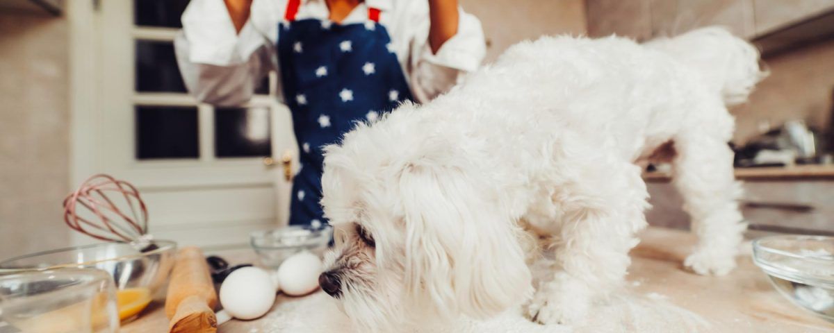 cea-mai-buna-mancare-pentru-bichon-maltez
