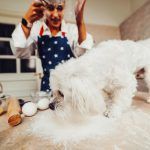 cea-mai-buna-mancare-pentru-bichon-maltez