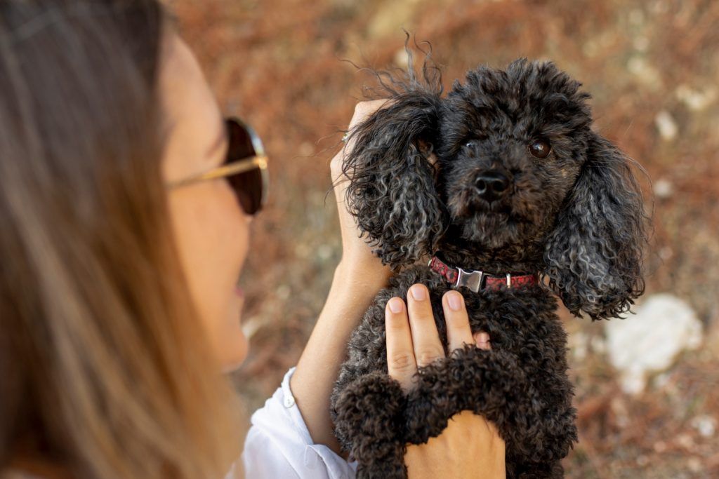 cea-mai-buna-mancare-pentru-bichon-maltez-2