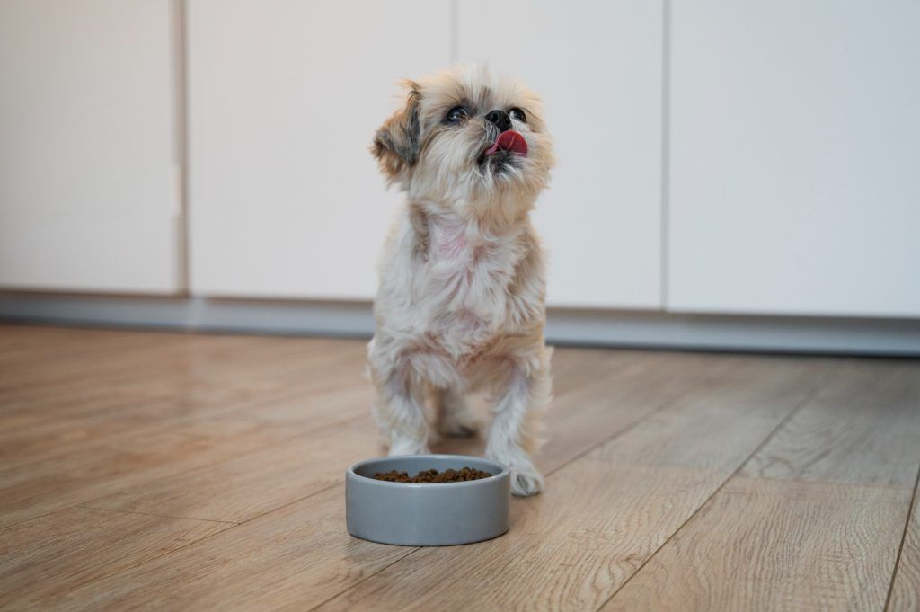 cea-mai-buna-mancare-pentru-bichon-maltez-3
