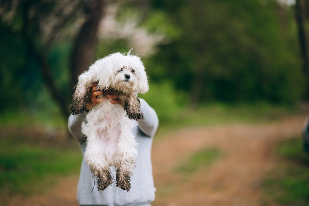 cea-mai-buna-mancare-pentru-bichon-maltez-5