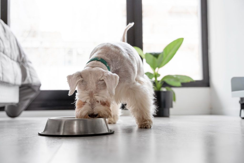 cea-mai-buna-mancare-pentru-bichon-maltez-7