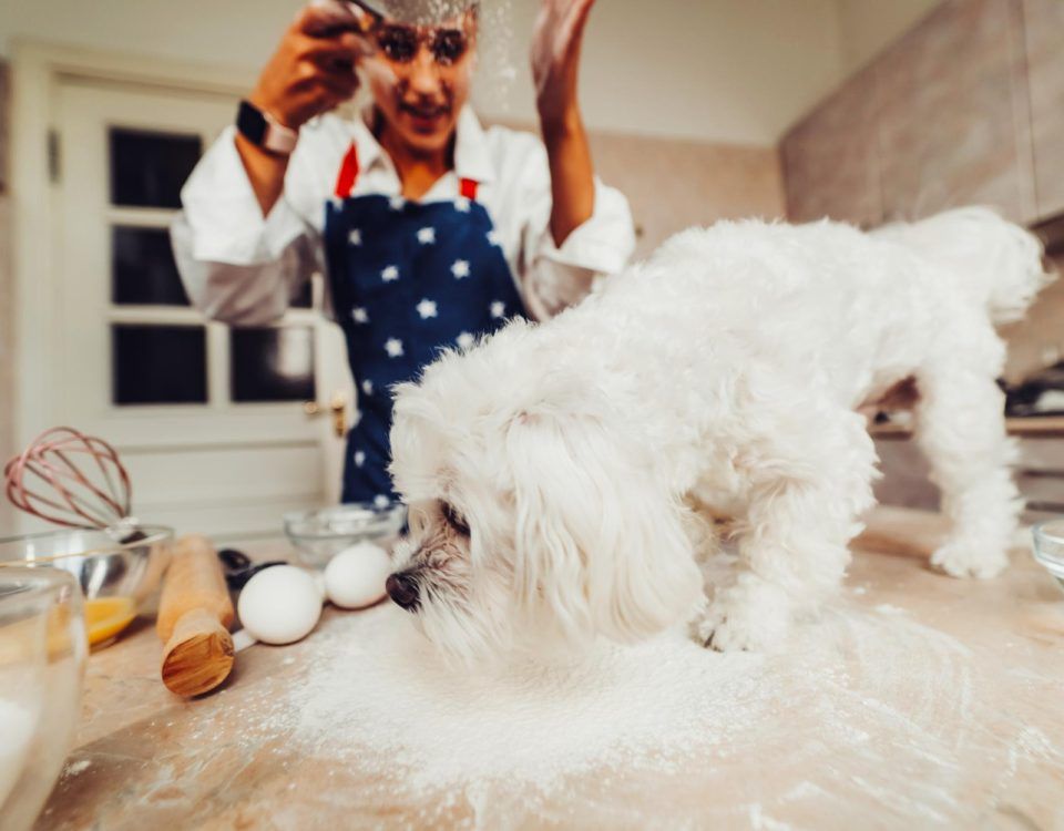 cea-mai-buna-mancare-pentru-bichon-maltez