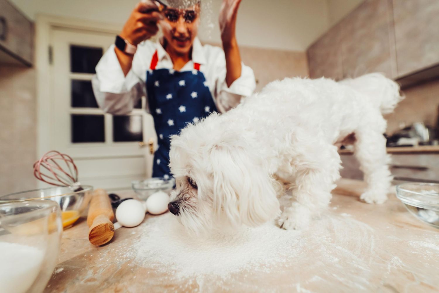 cea-mai-buna-mancare-pentru-bichon-maltez