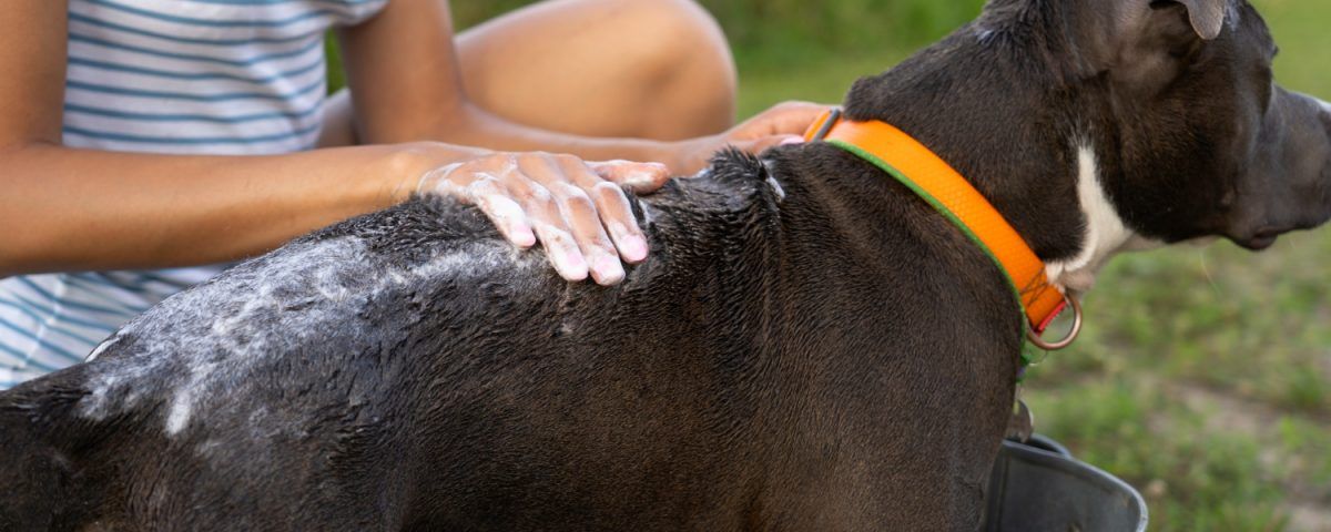 umflatura-cu-puroi-la-caine