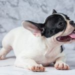 mancare-buldog-francez