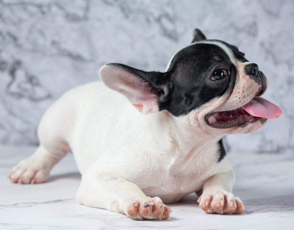 mancare-buldog-francez