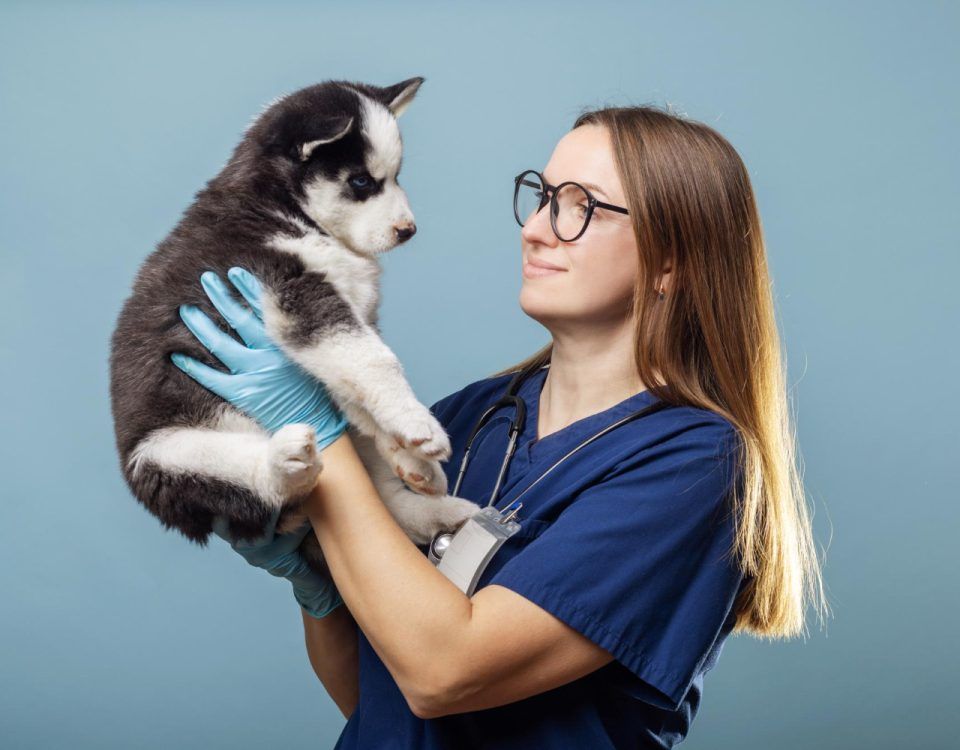 veterinar-bucuresti